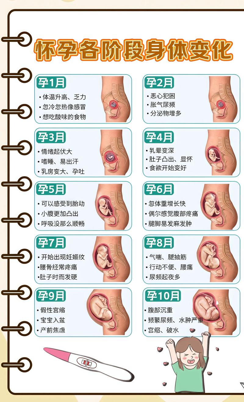 揭秘供卵代孕妈妈怀孕小腹分两节,孕期变化的奥秘本溪代生机构: